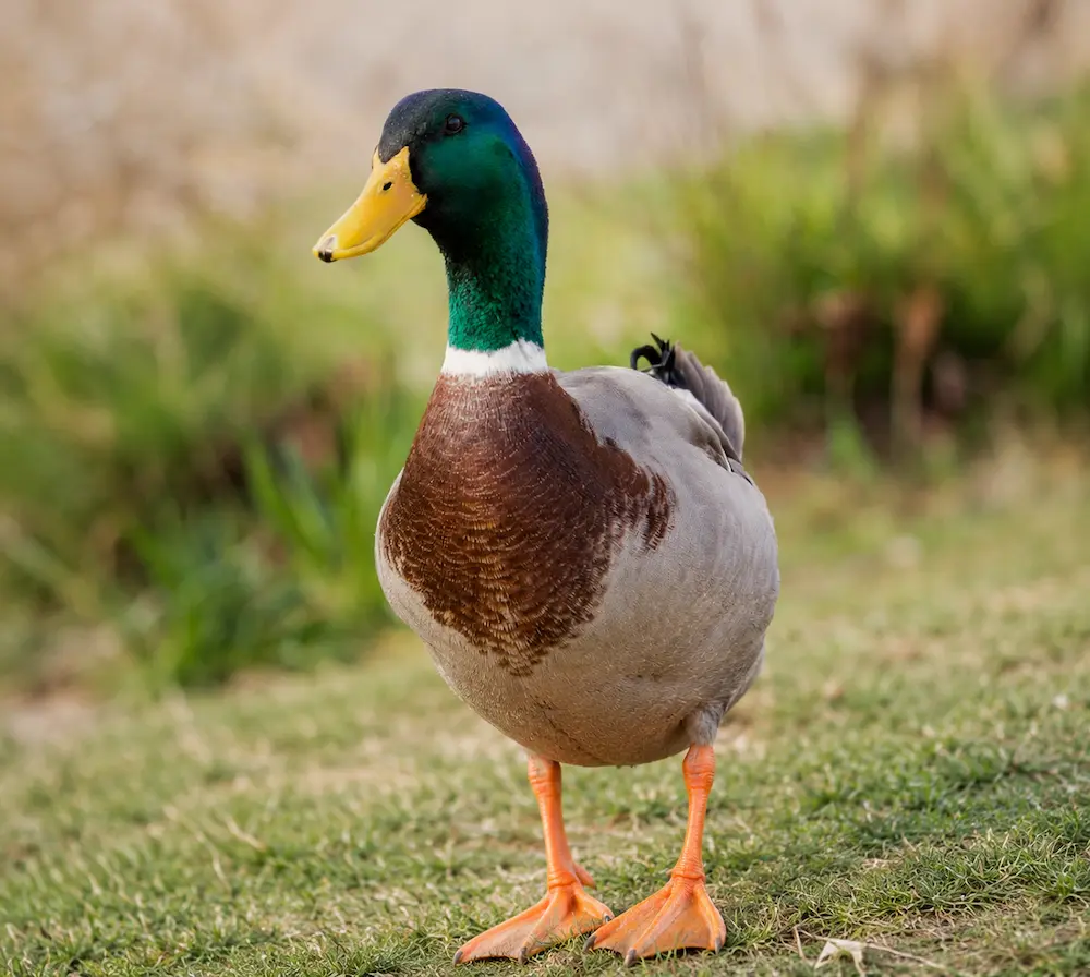 canard-origine-de-la-viande-chez-castaing